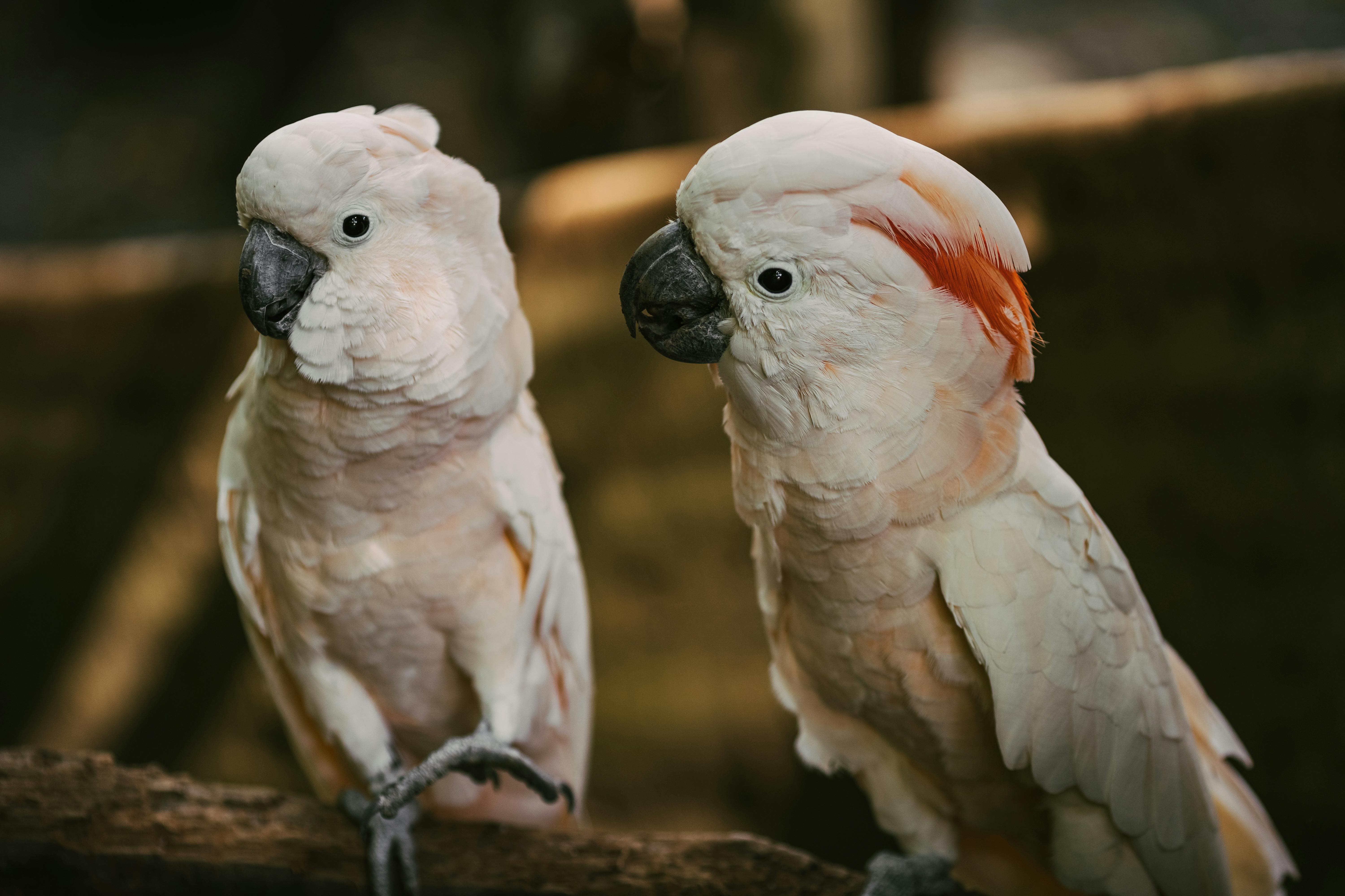 Happy Pet Parrot