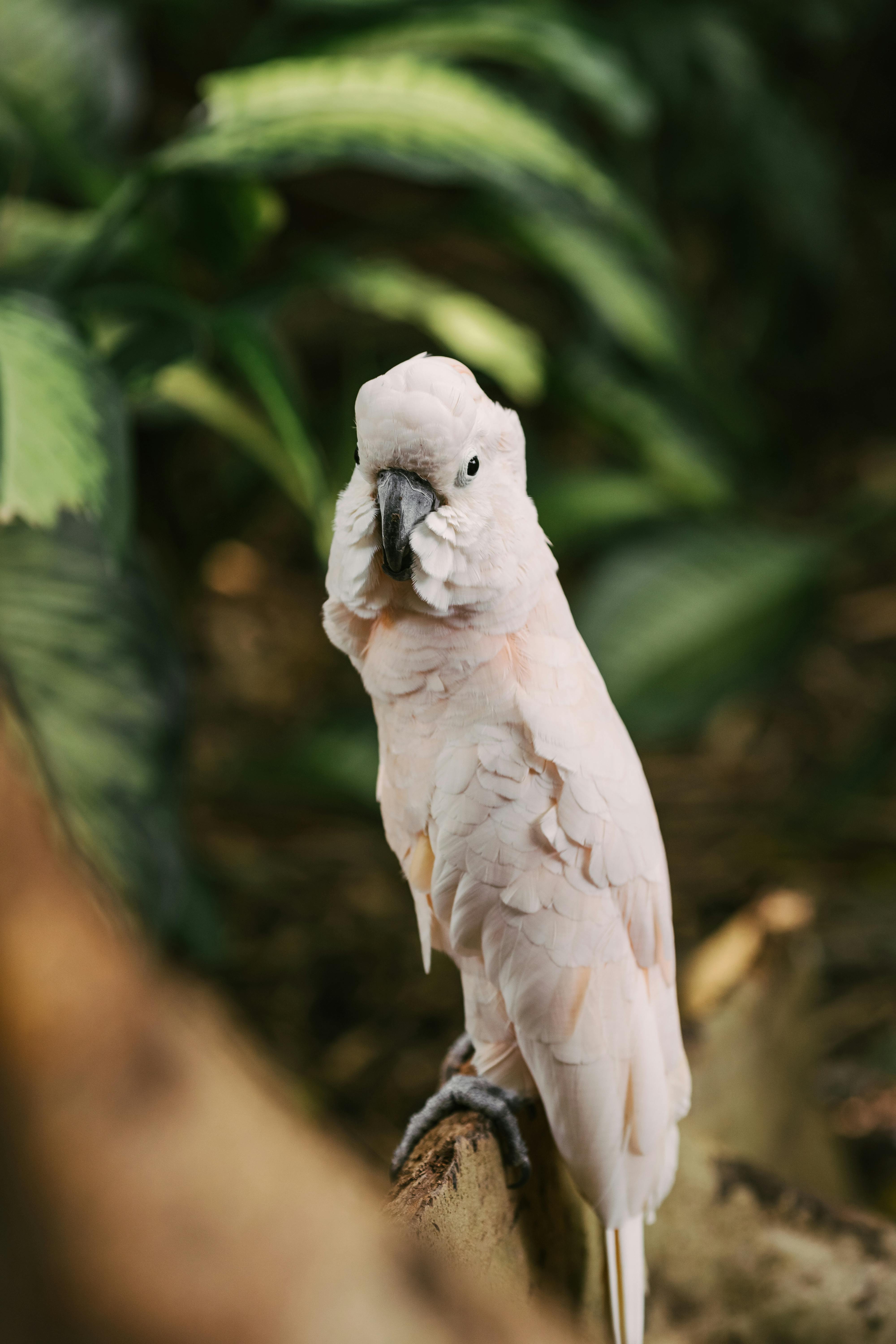 Pet Parrot Playing