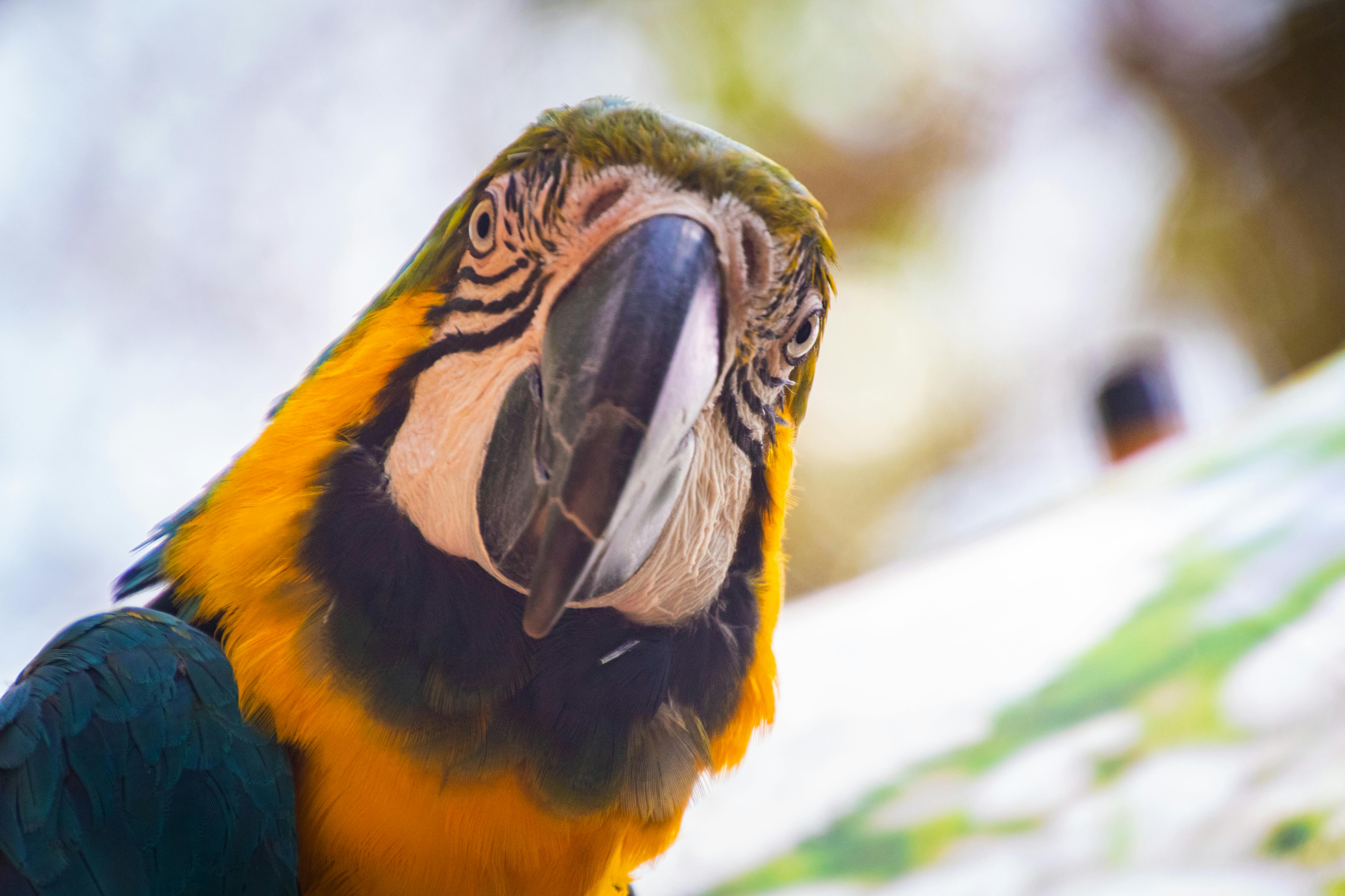 Parrot Jungle Miami - Exotic Wildlife