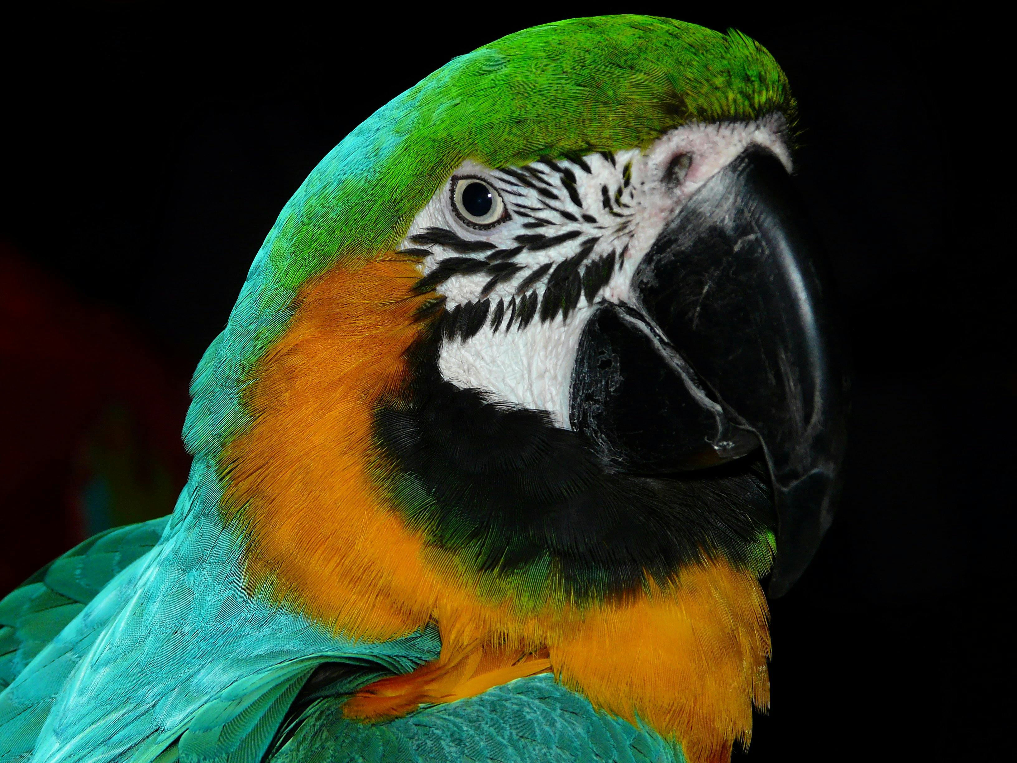 Green Quaker Parrot