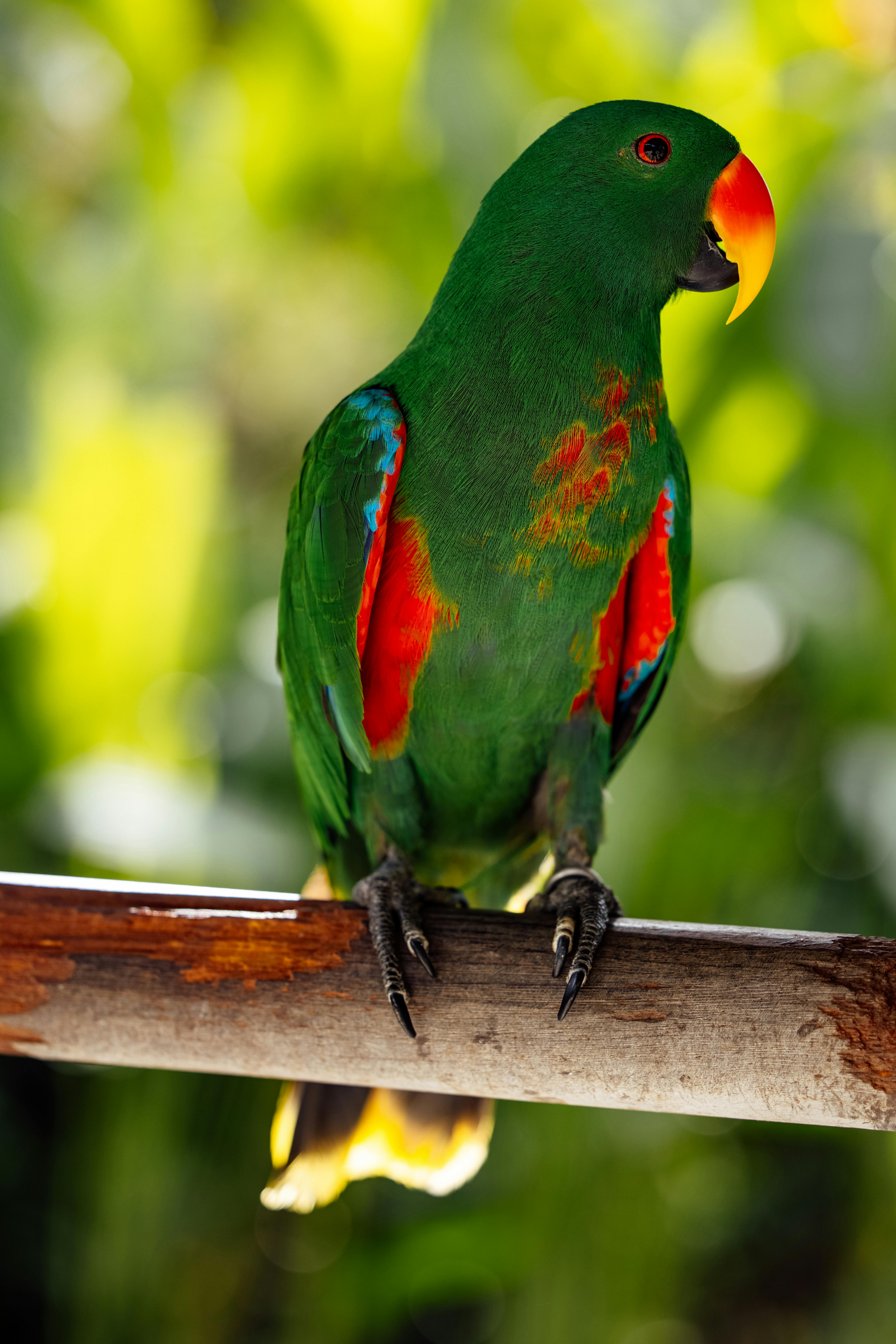 Healthy Green Quaker Parrot