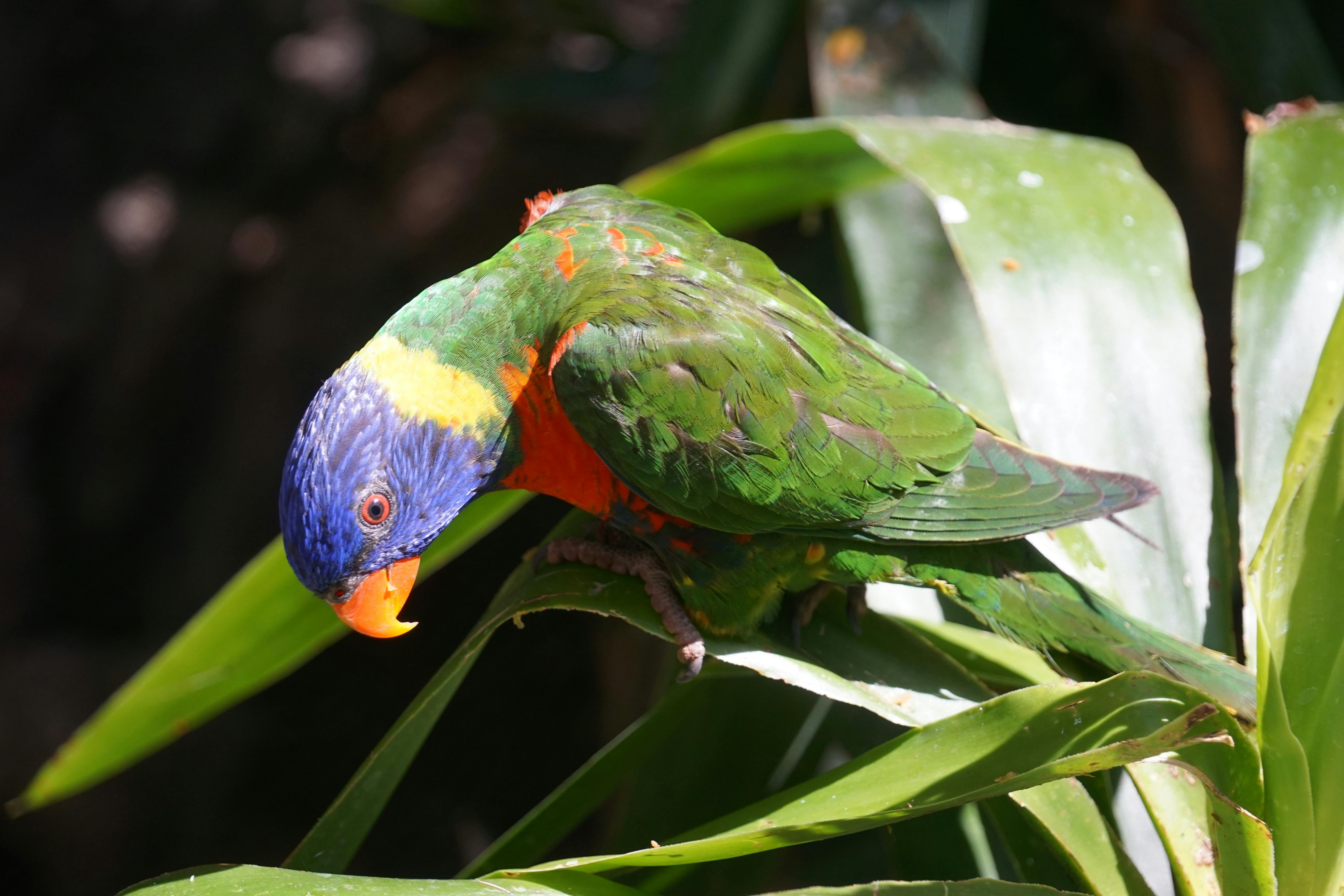 Monk Parrot