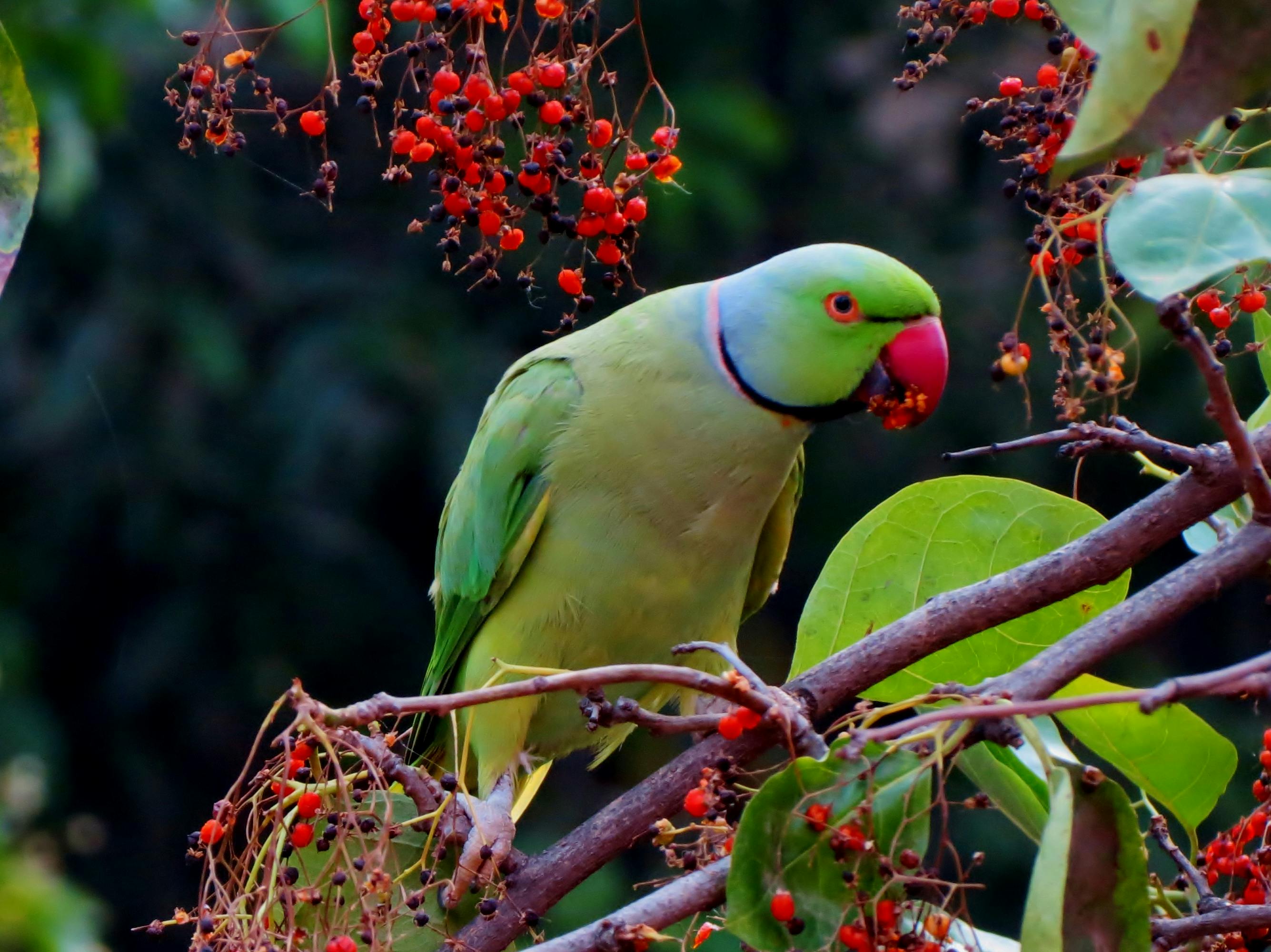 Cape Parrot