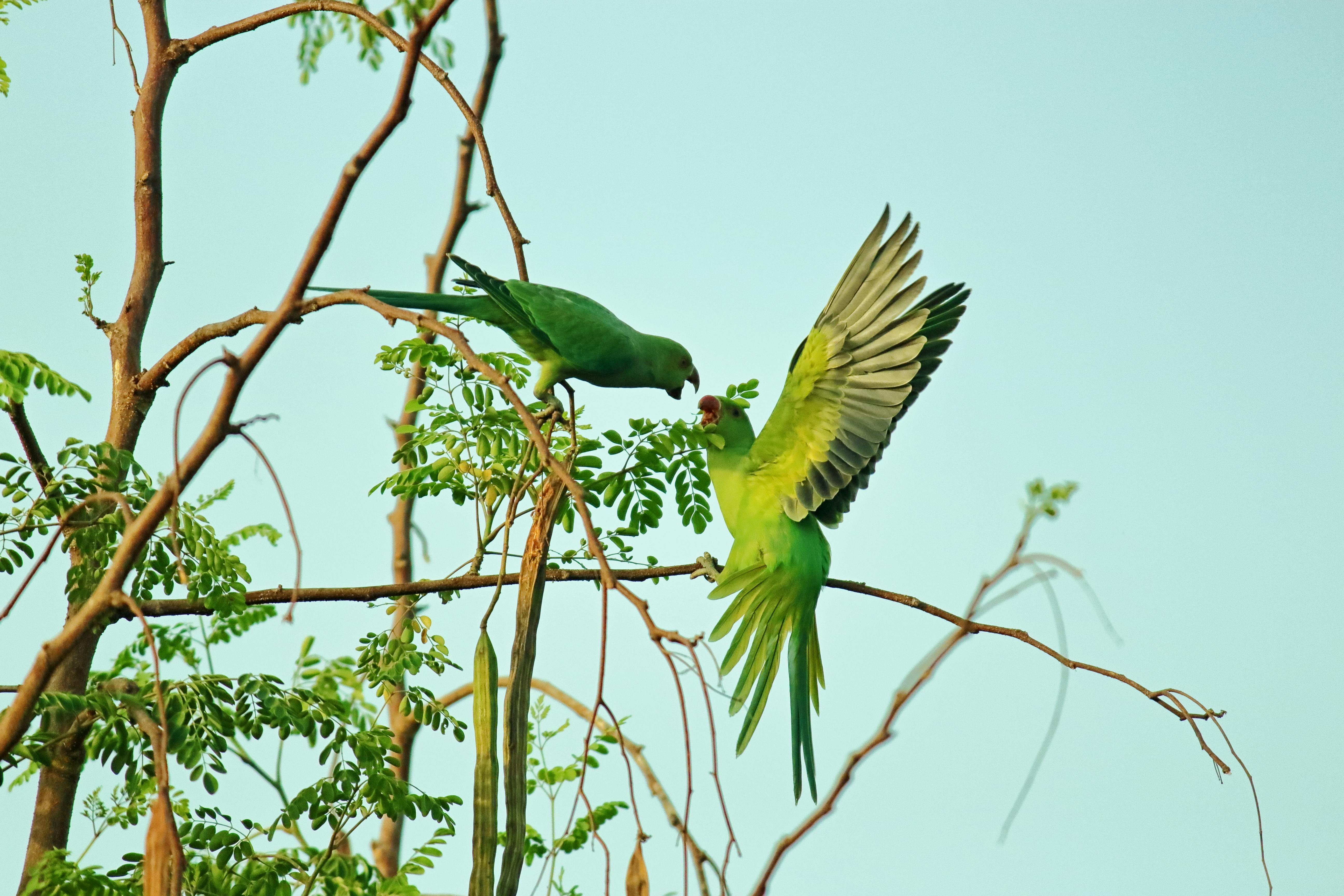 Understanding Parrots