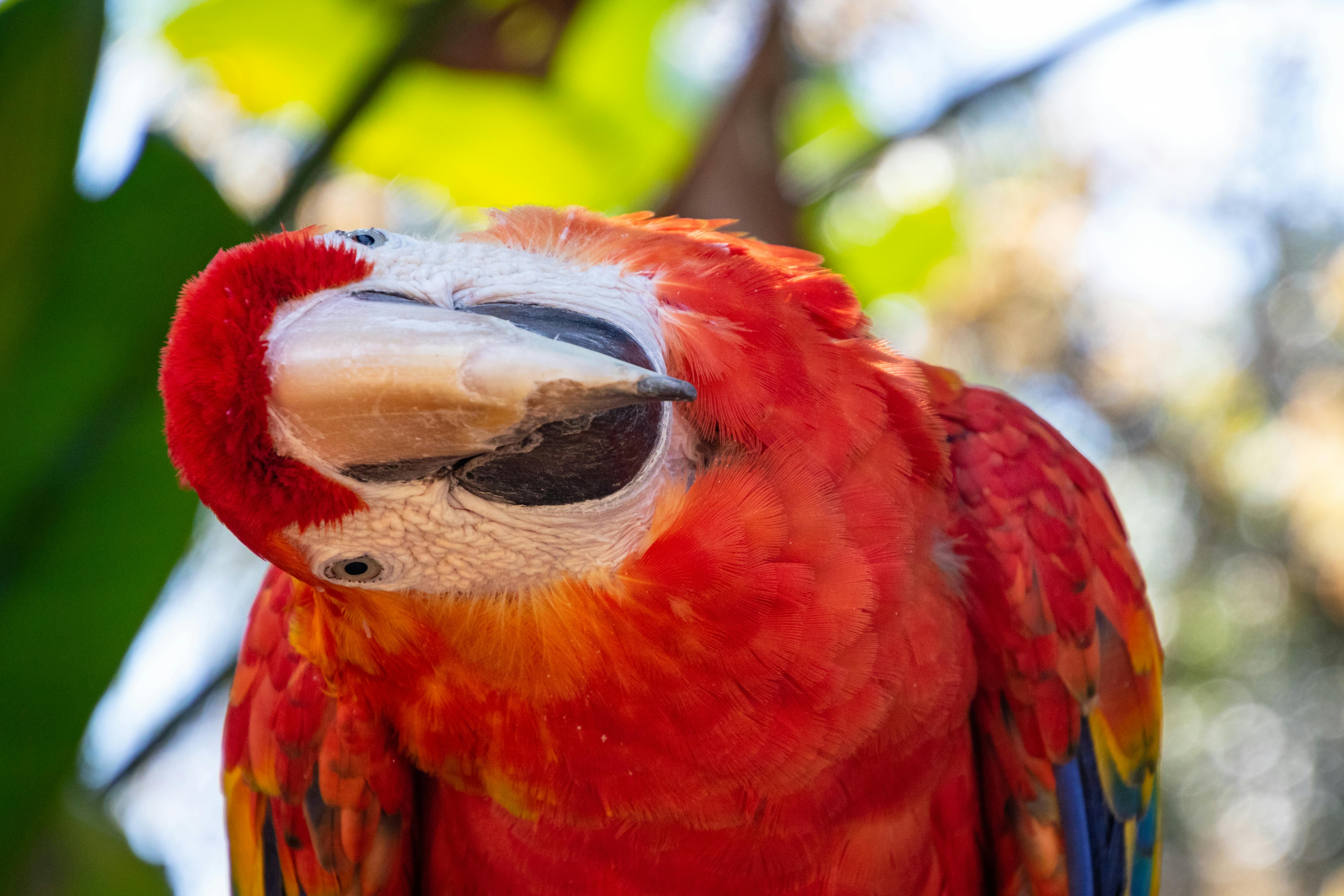 Endearing Parrots