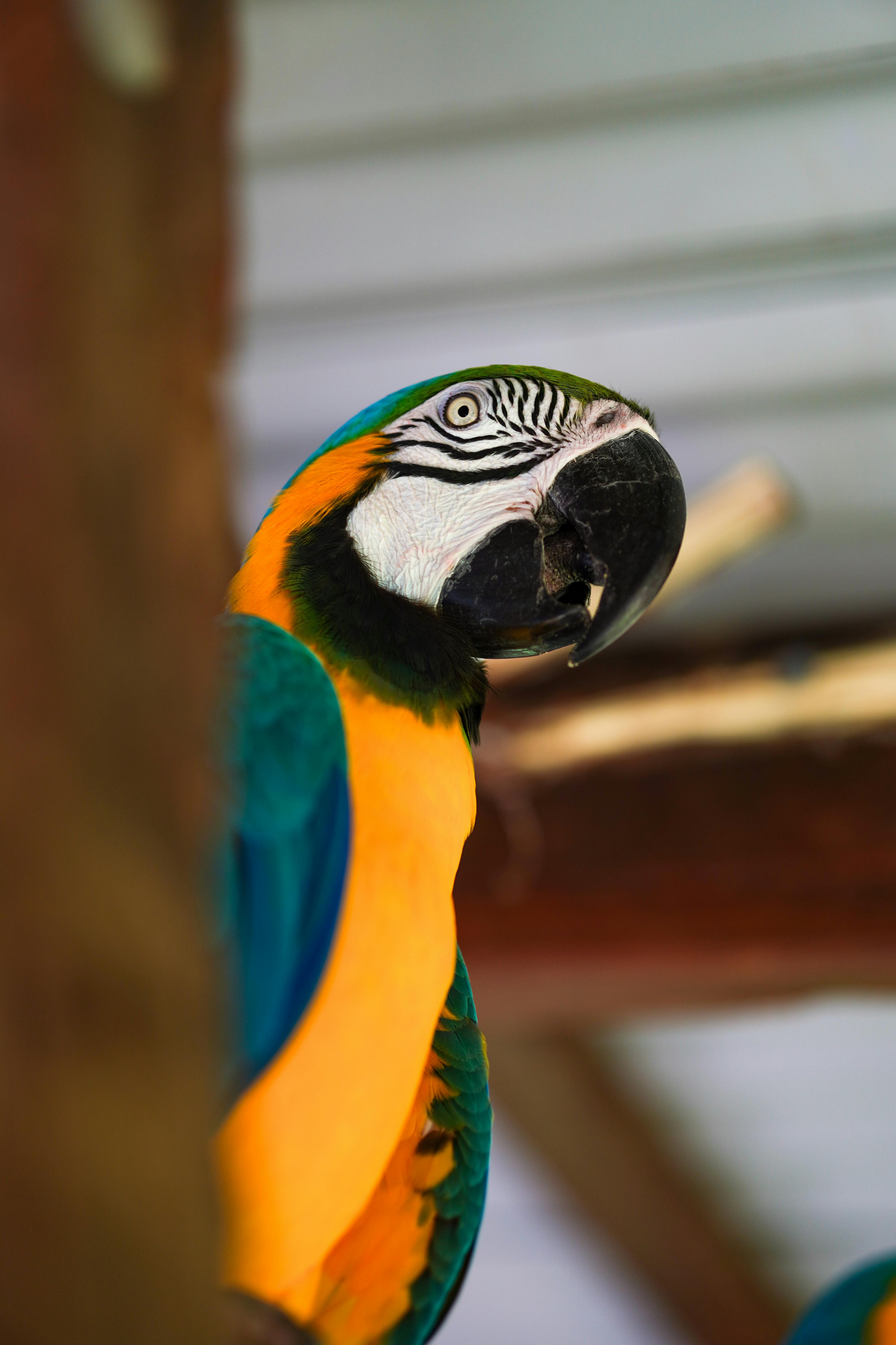 Yellow Naped Amazon Parrot