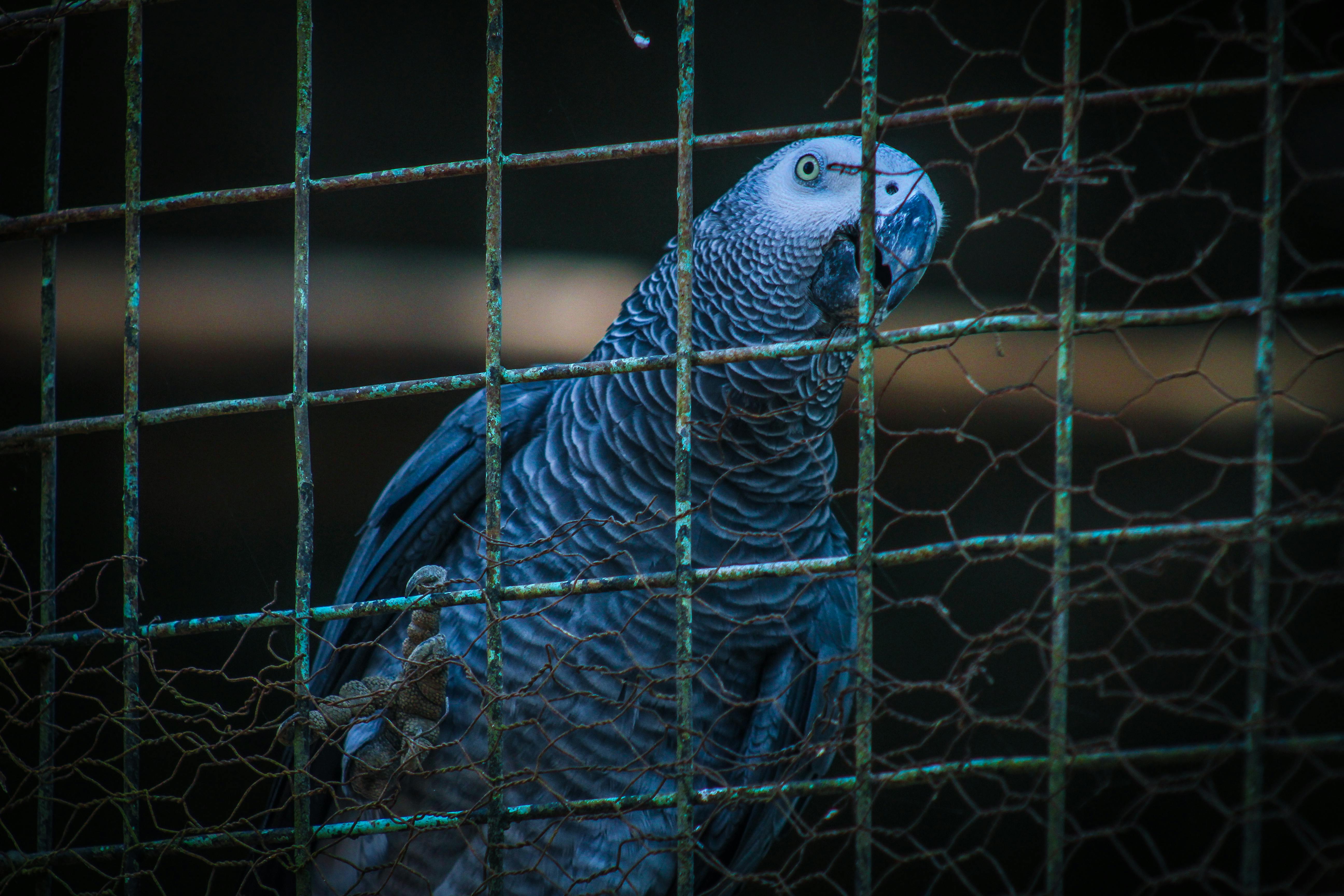 Gray African Parrot