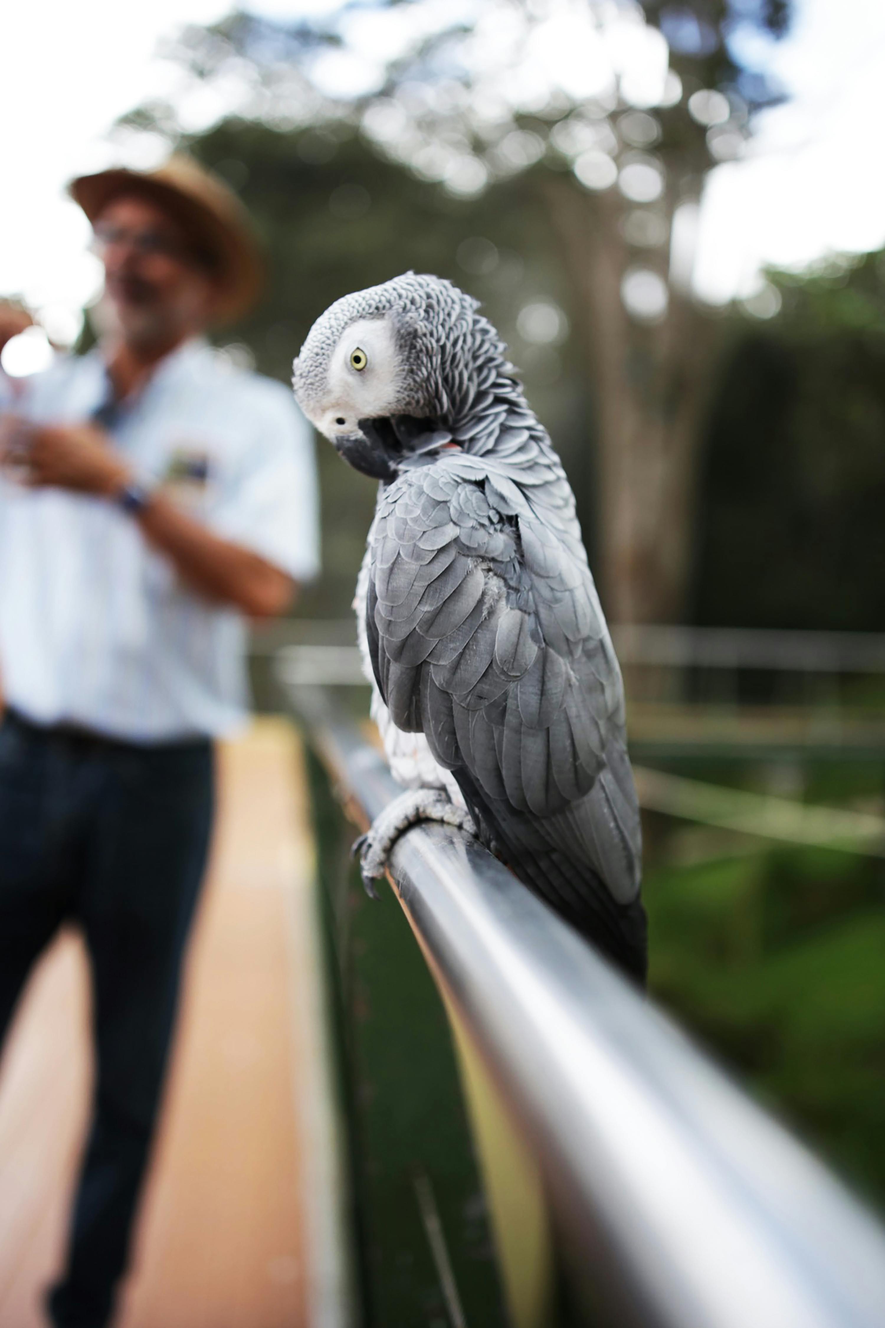 Training African Grey Parrot