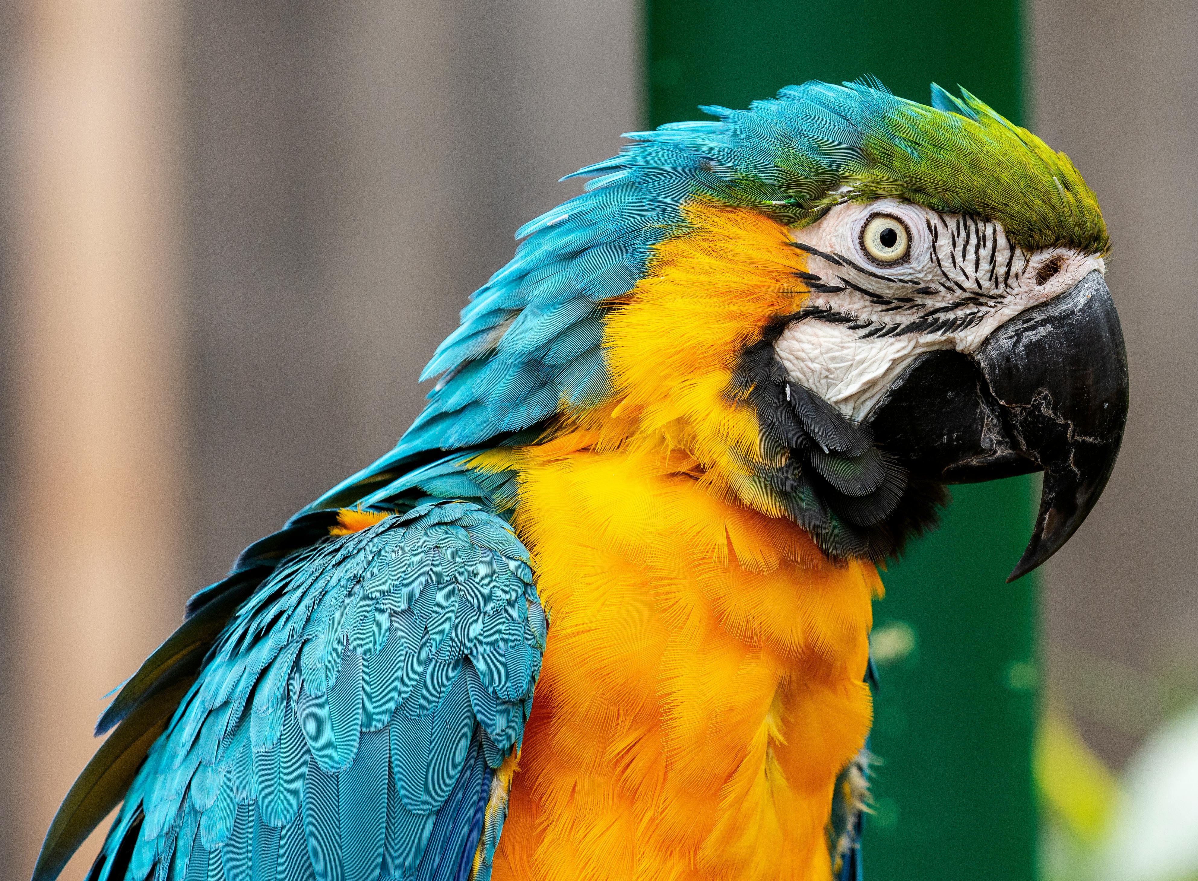 Green Amazon Parrot