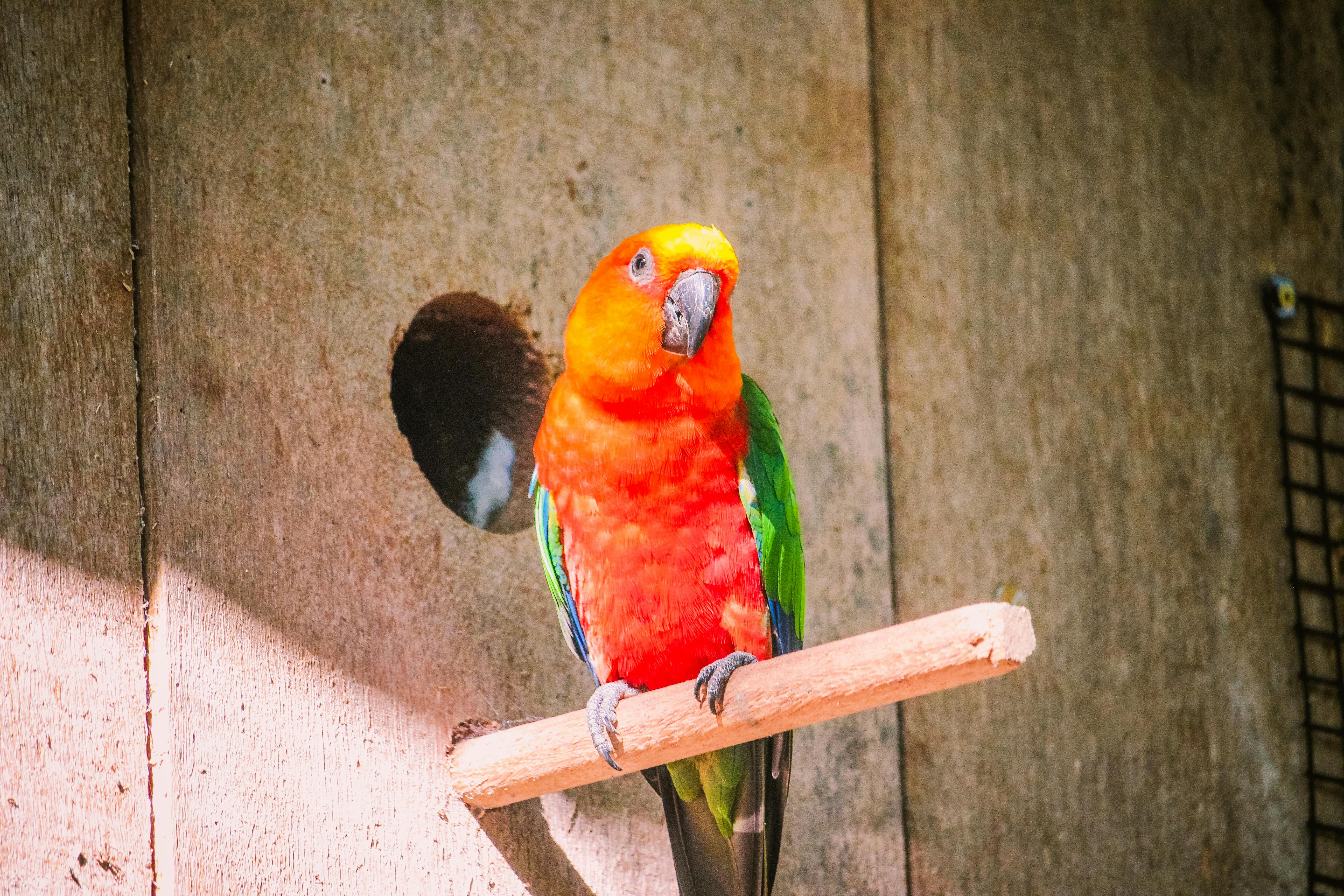 Green Amazon Parrot