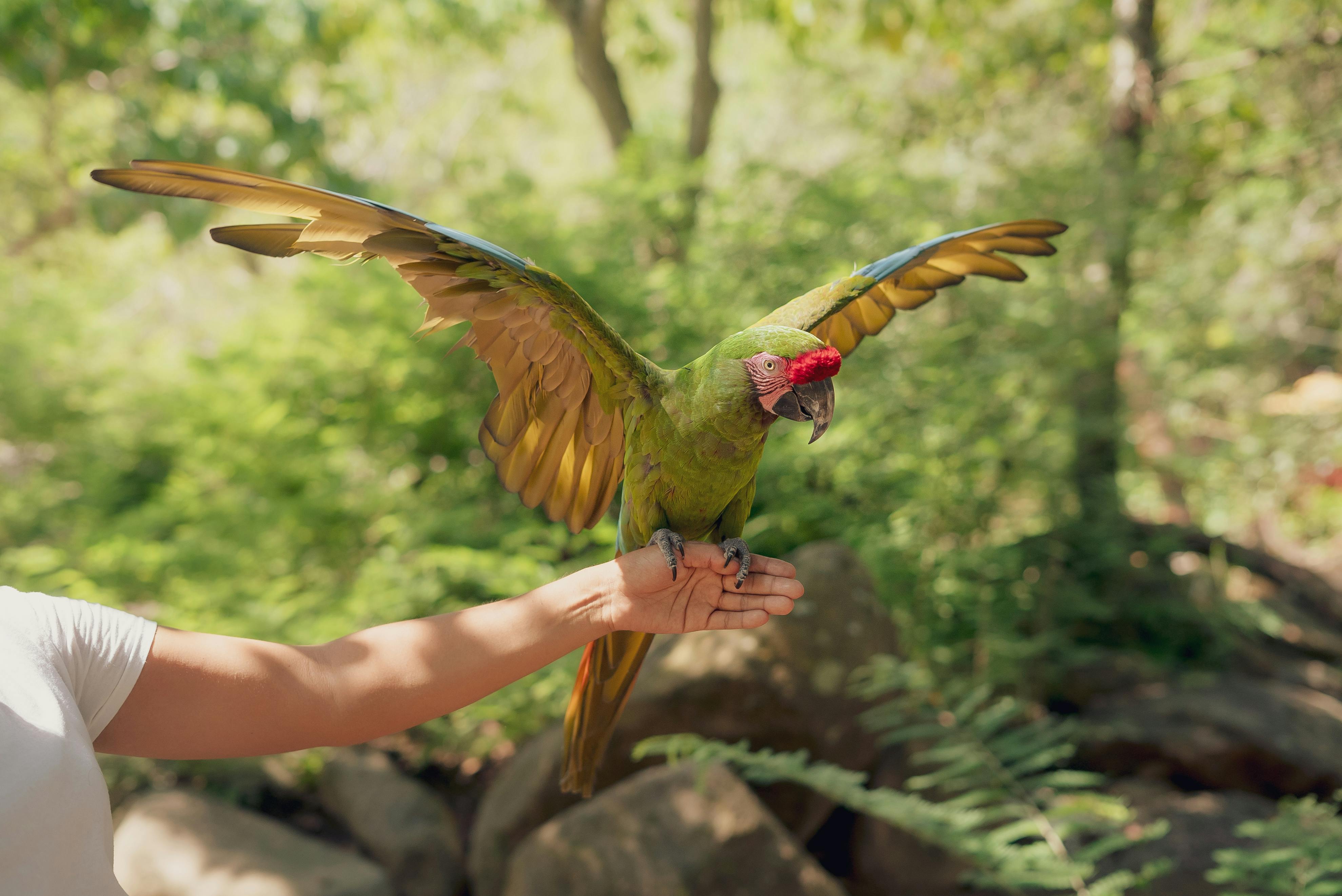 Parrot Heads Gathering