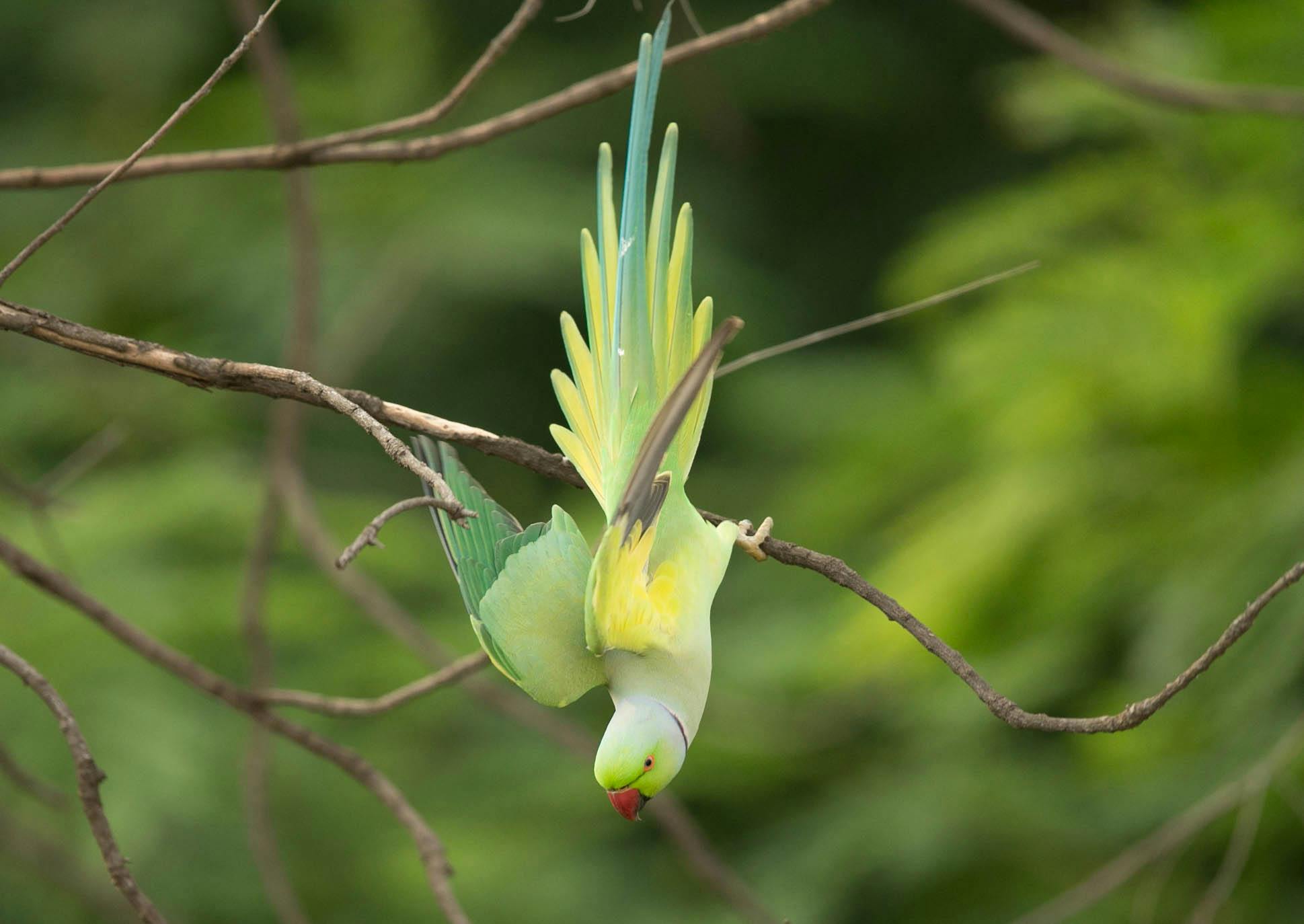 Parrot Adoption