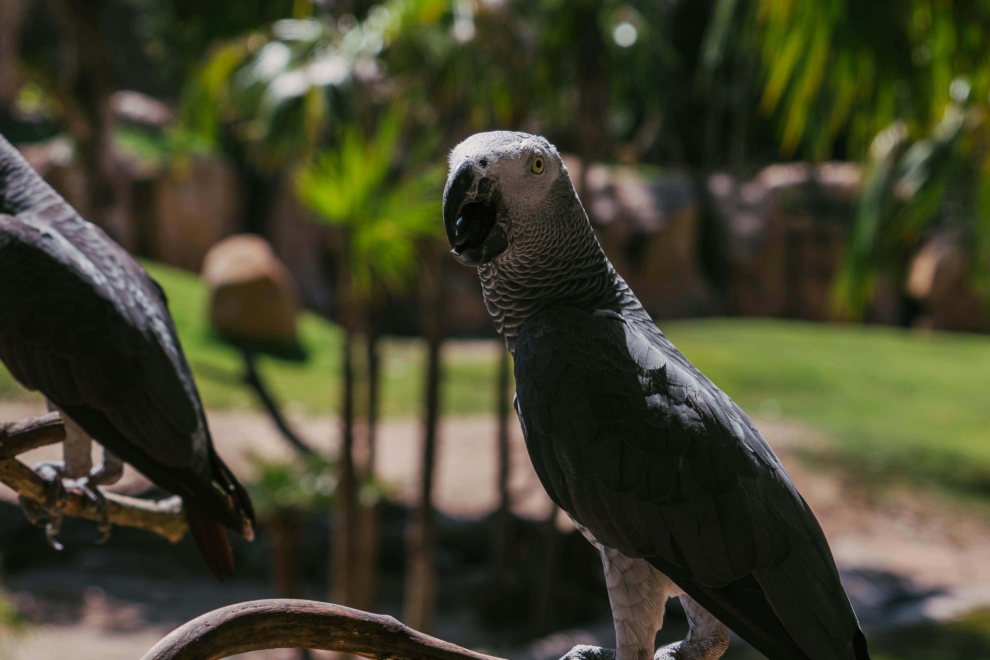 Parrot Habitat