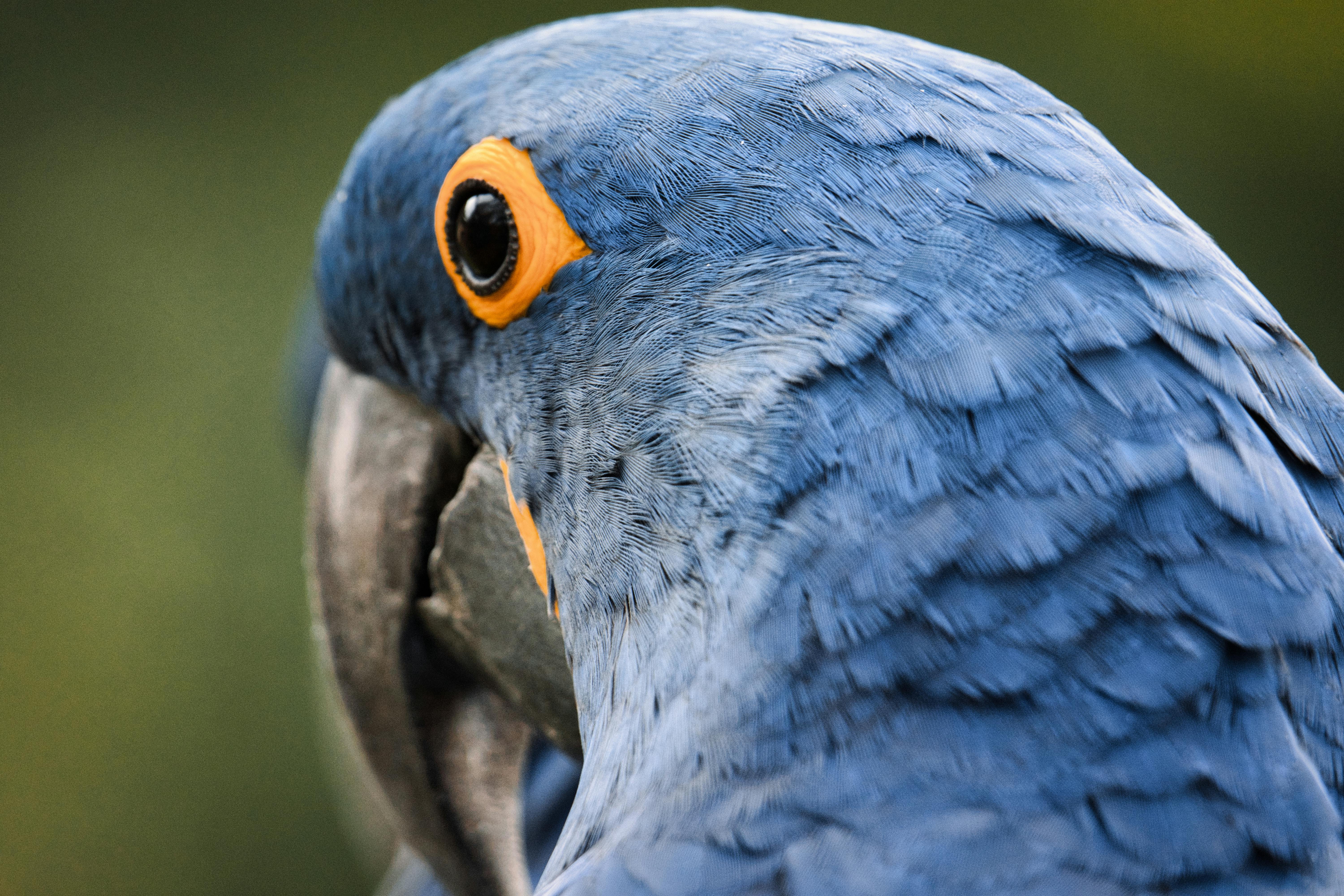 Enhanced Parrot Habitat