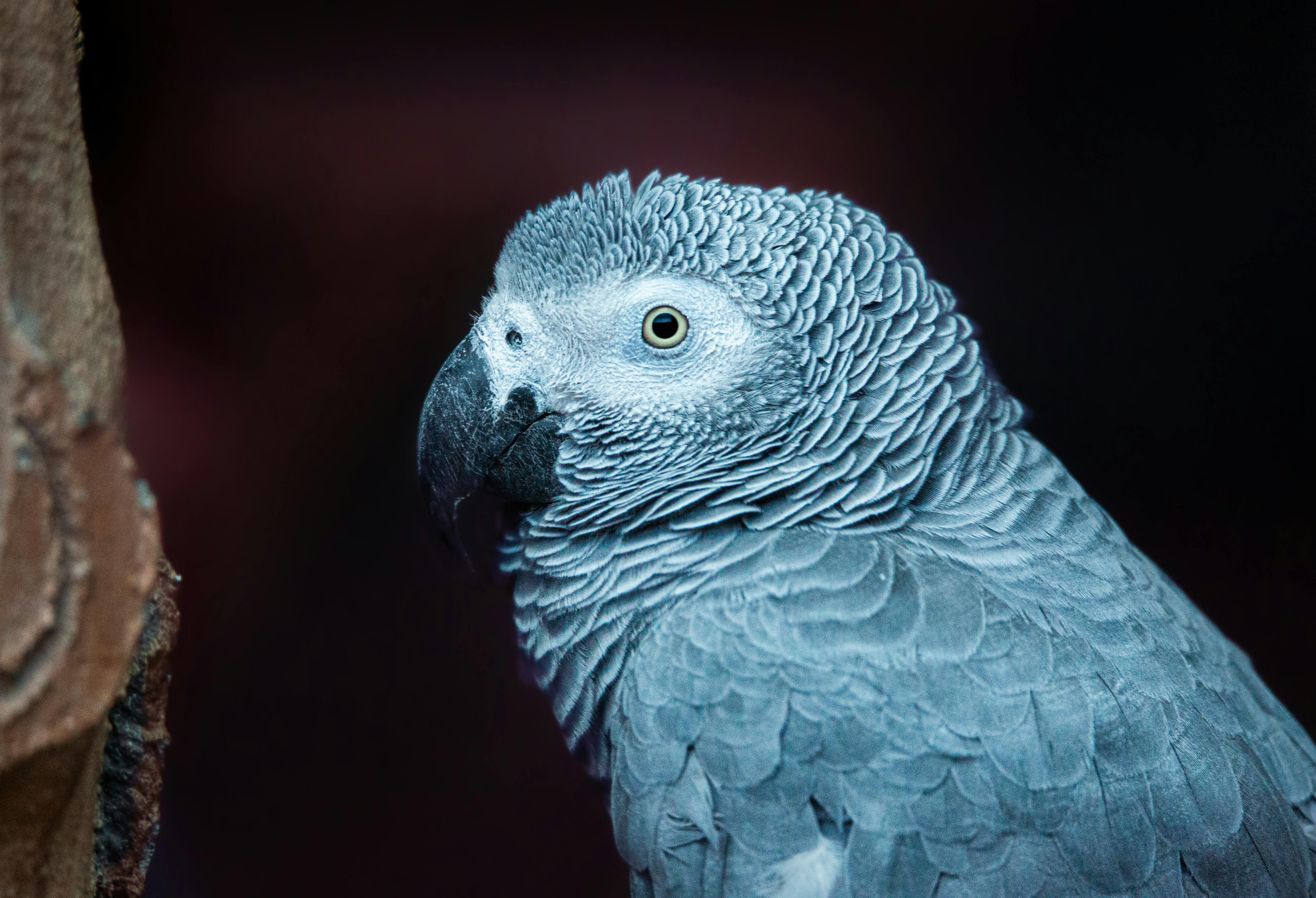 African Grey Parrot