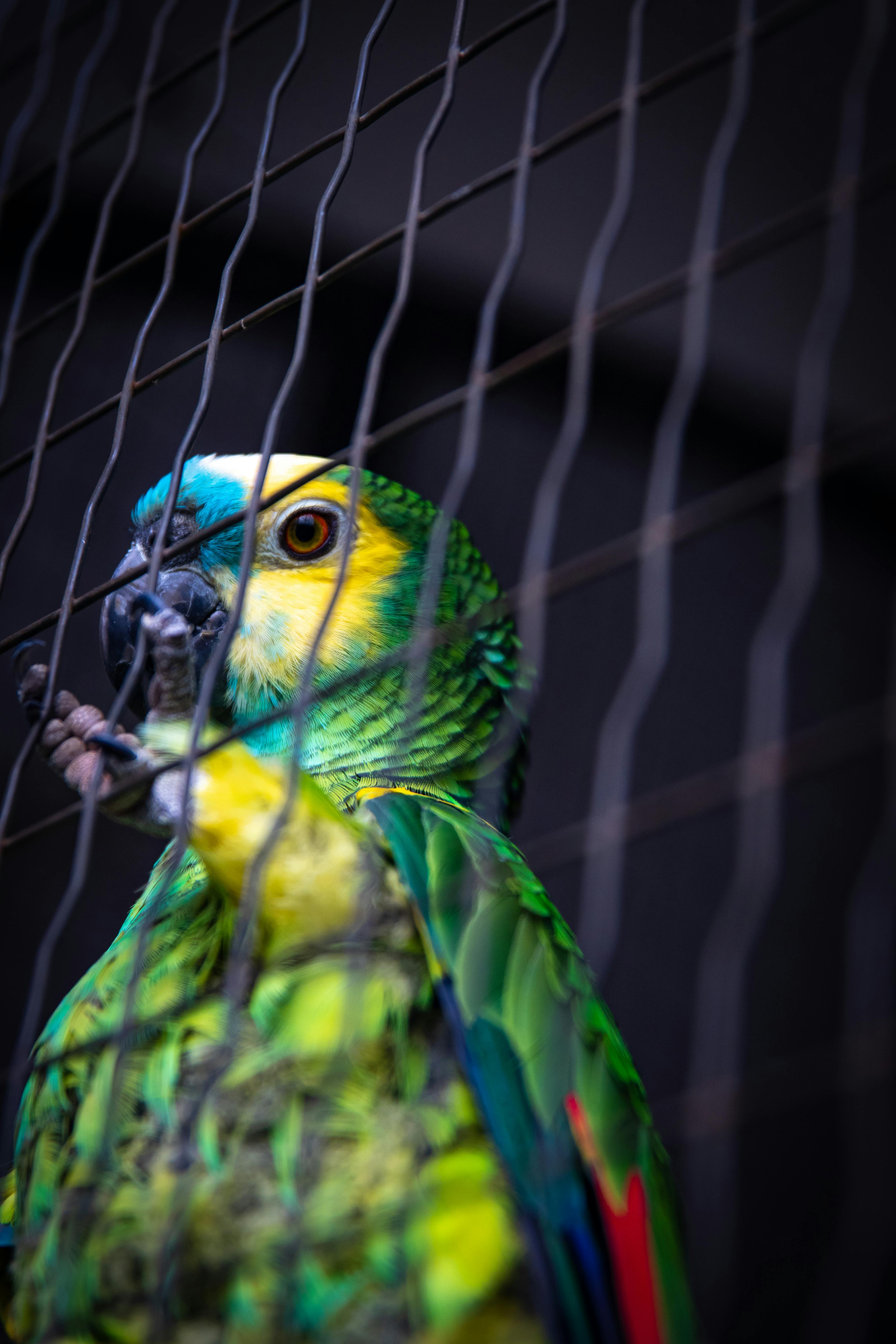 Amazon Parrot