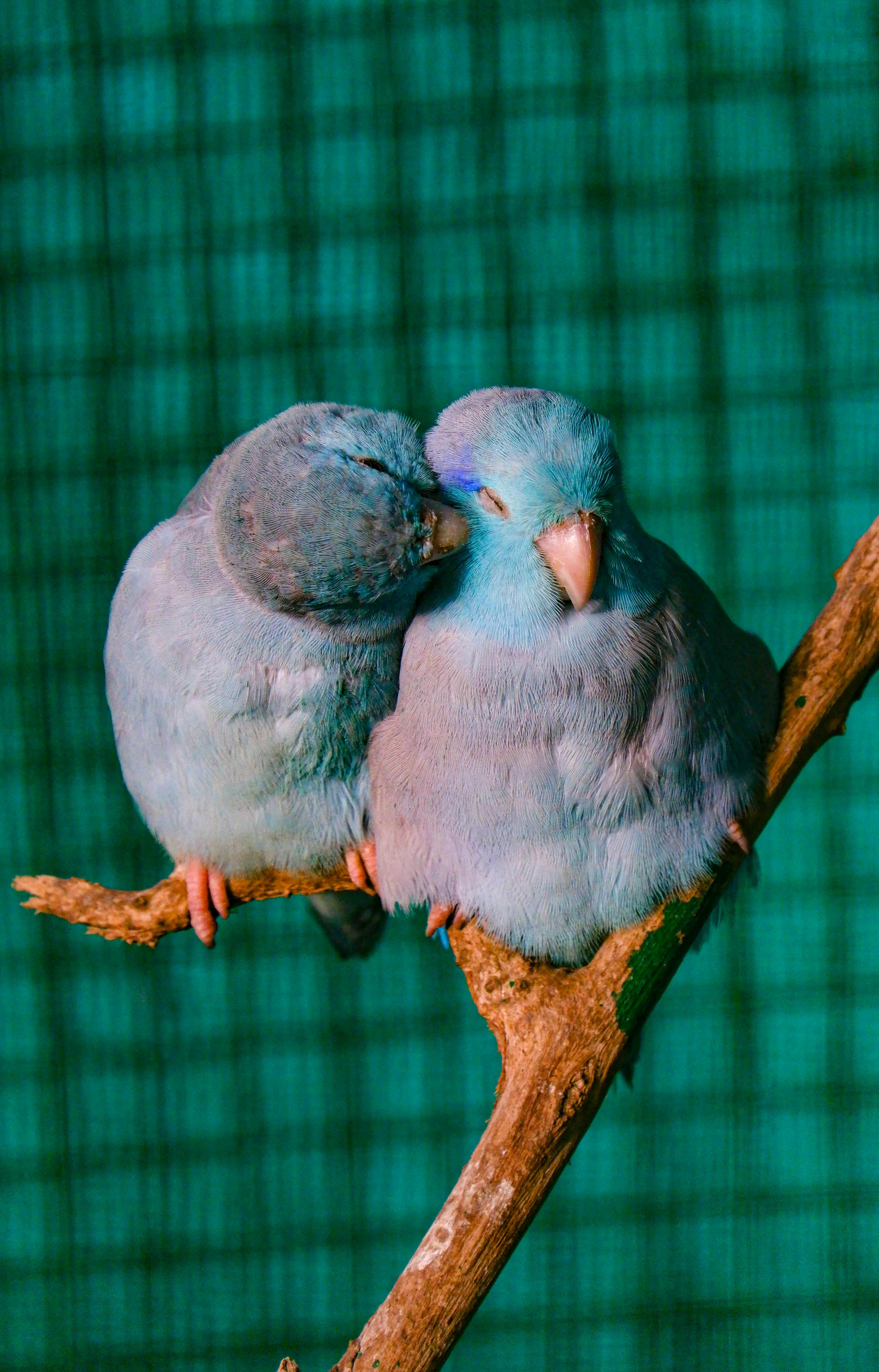 Happy Parrotlet