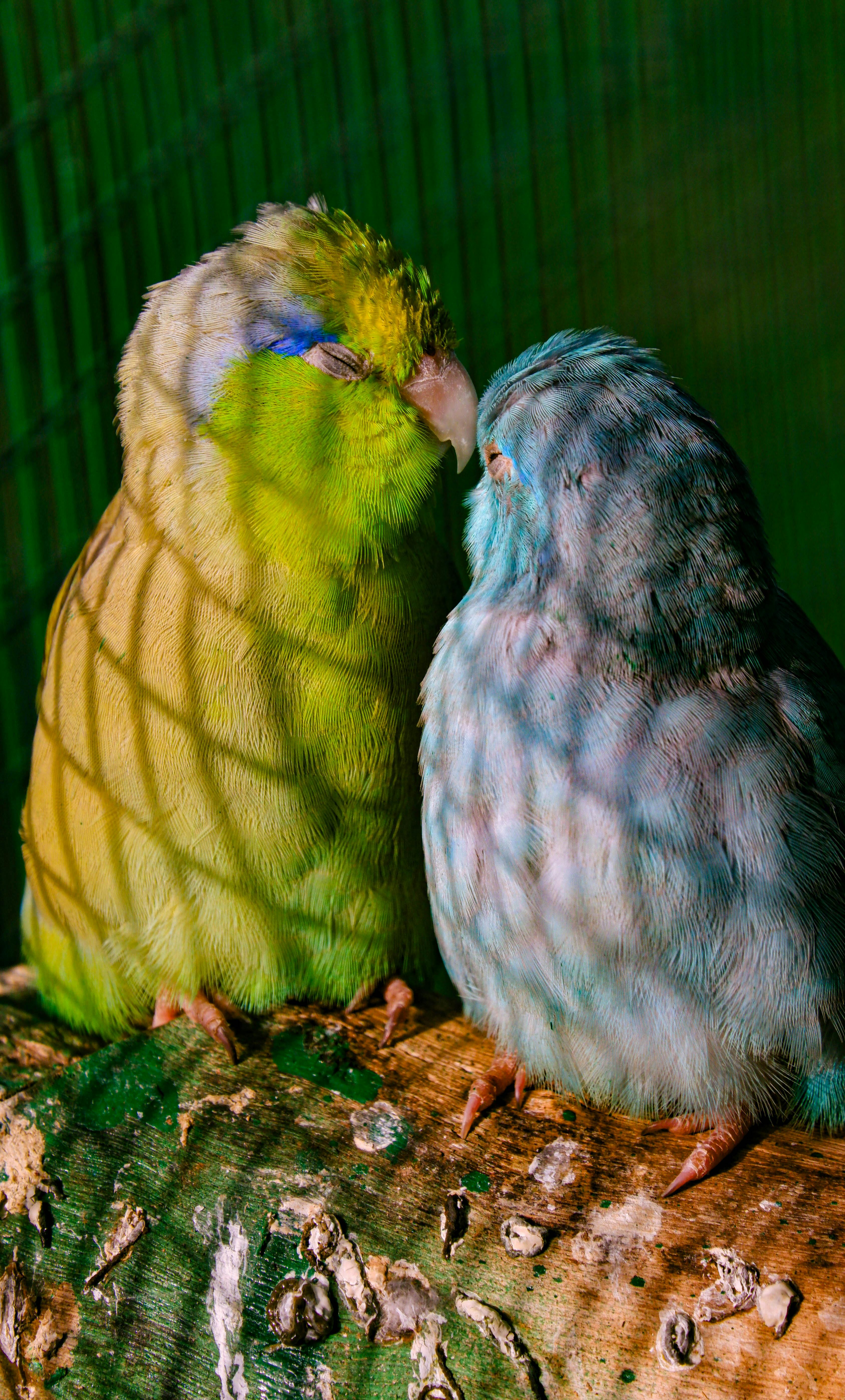 Healthy Parrotlet in a Cage