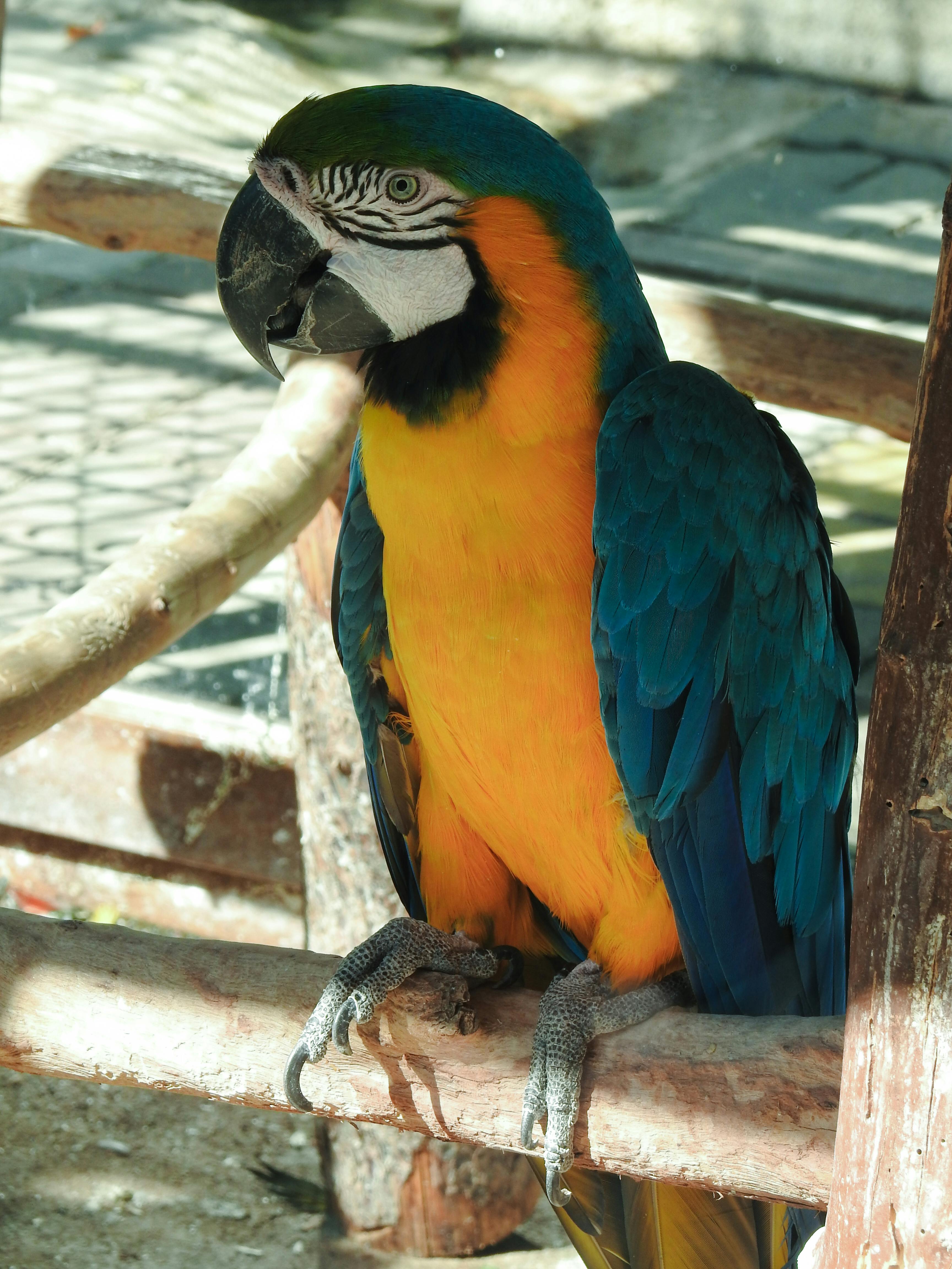 Macaw Parrot