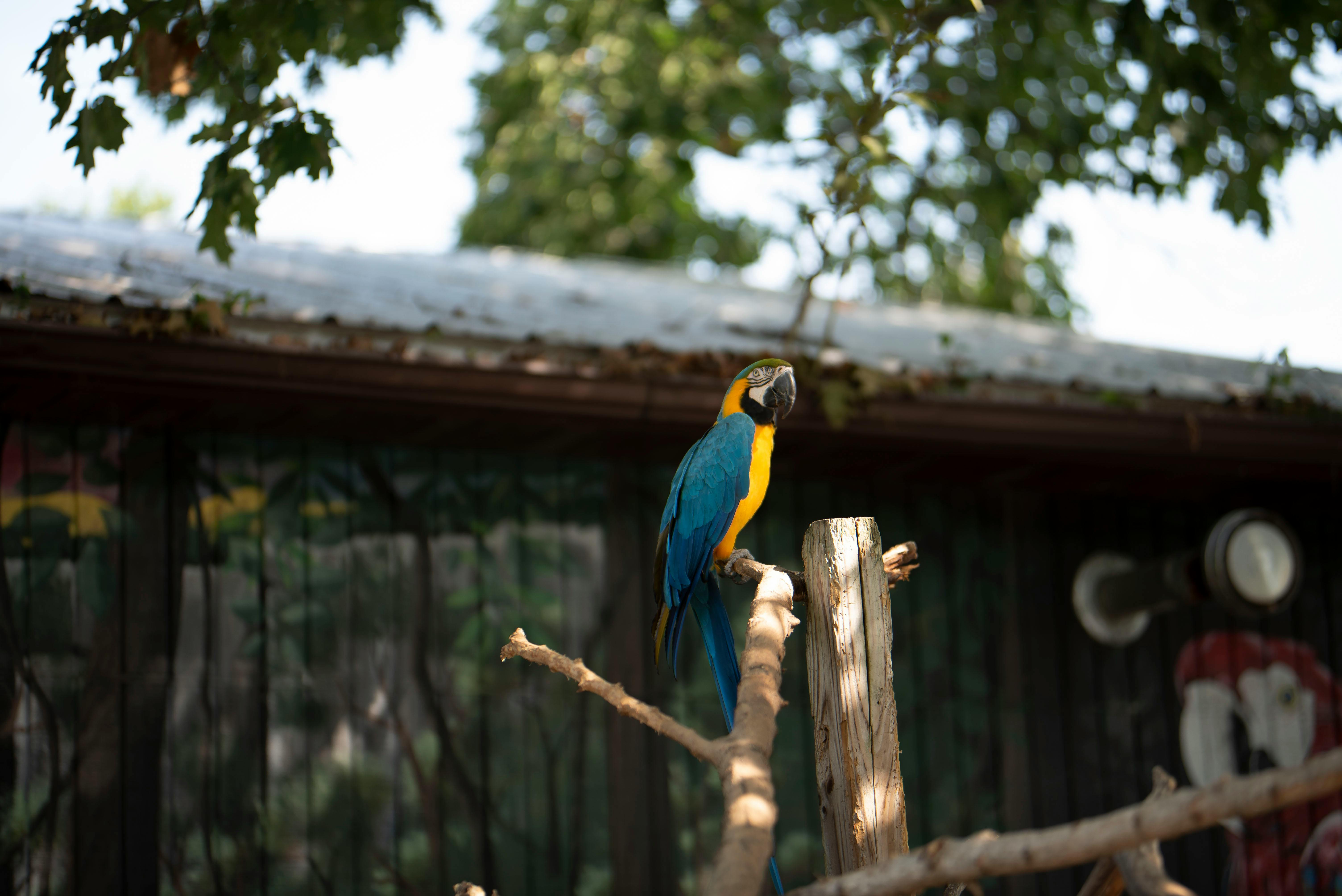 Colorful Parrots