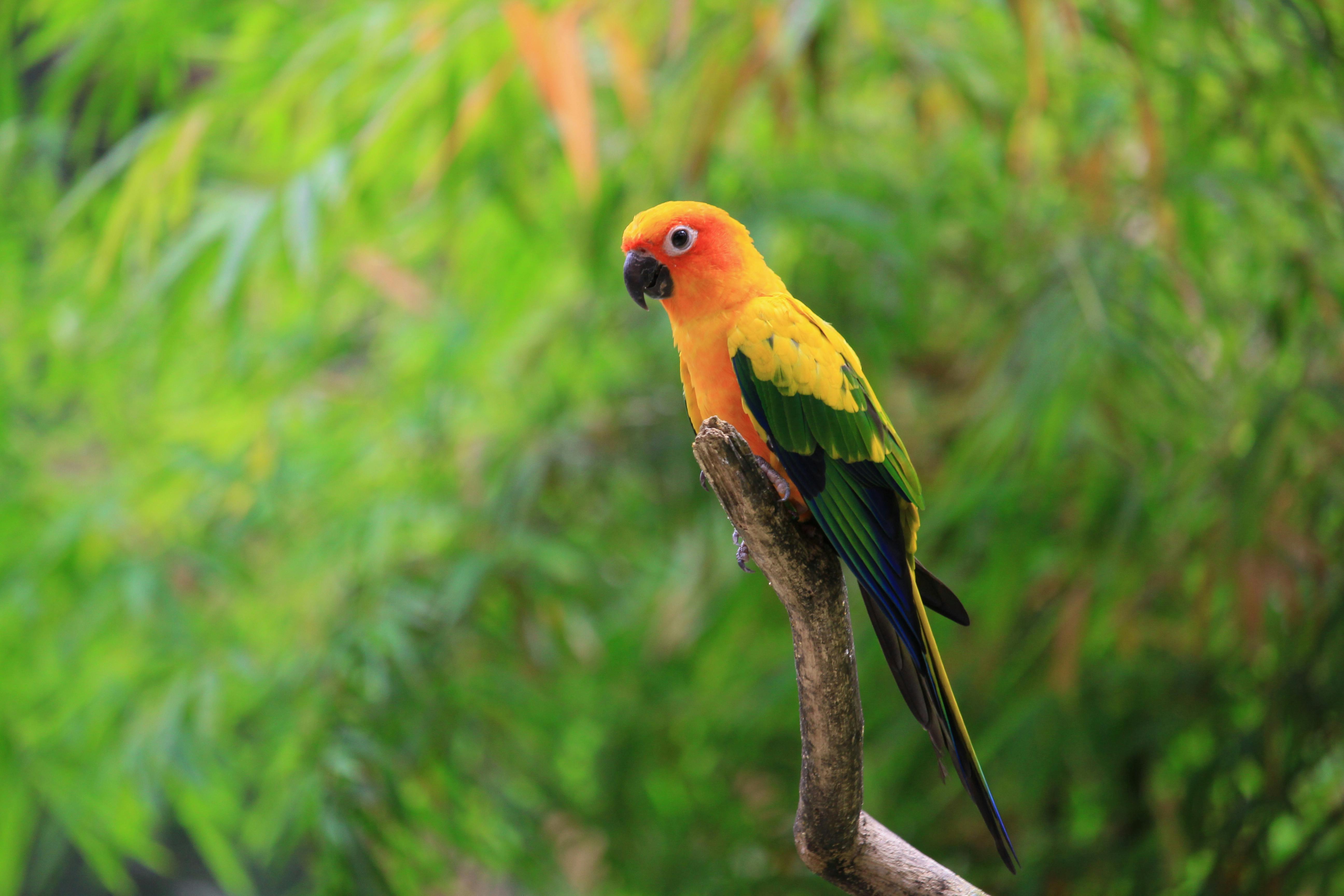 Parrots in Aviary