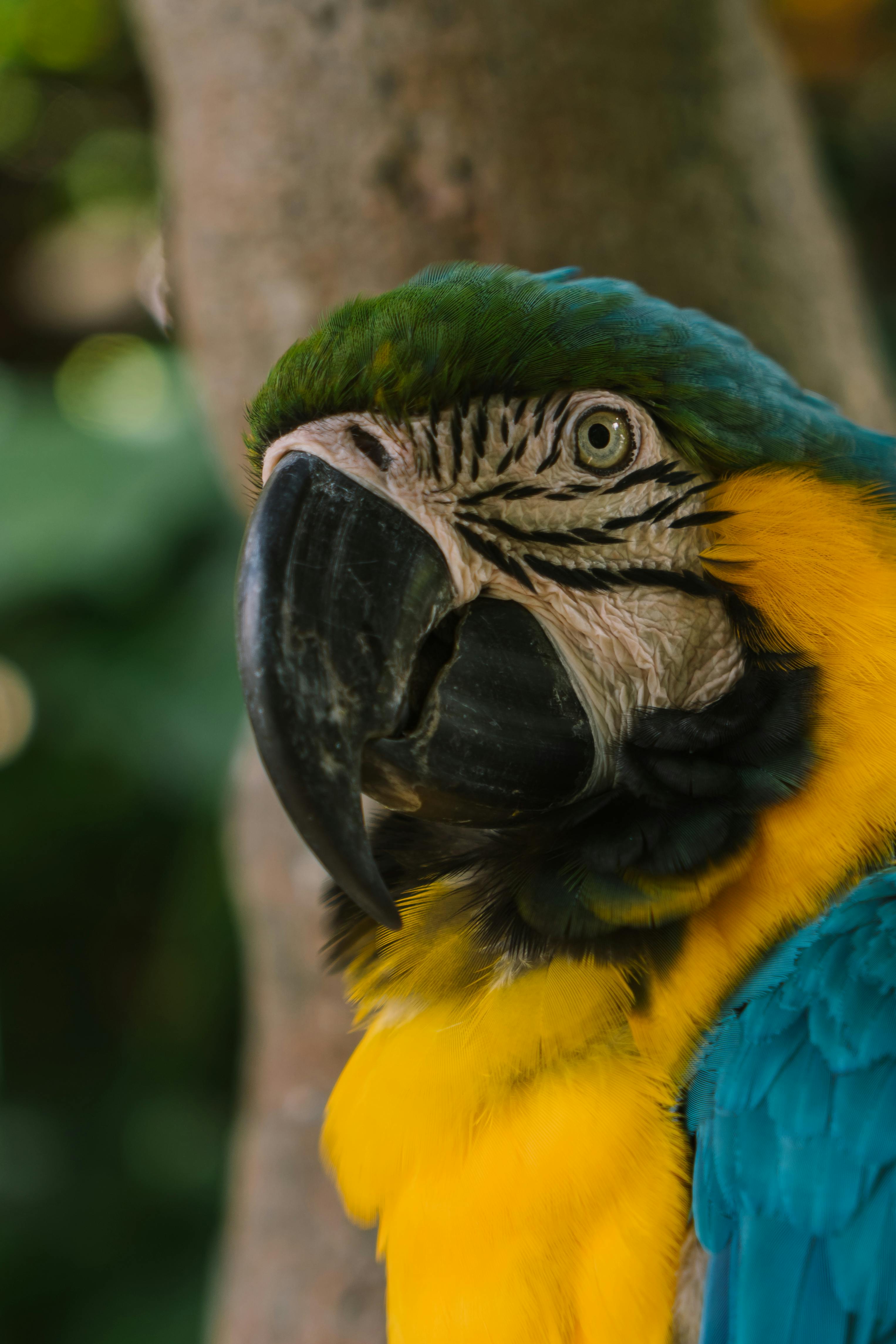 Parrot Heads Gathering