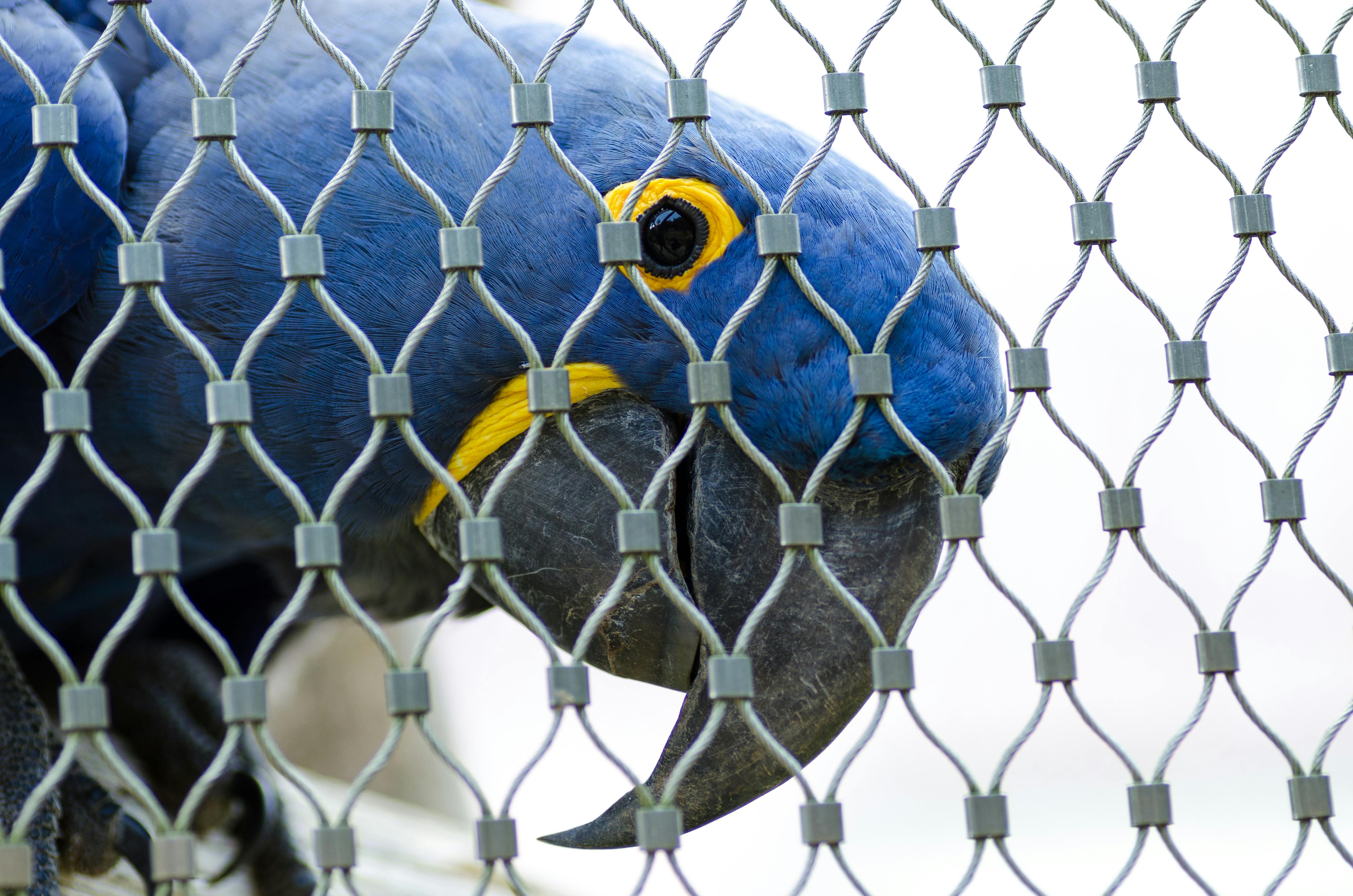 Parrot Head Celebration